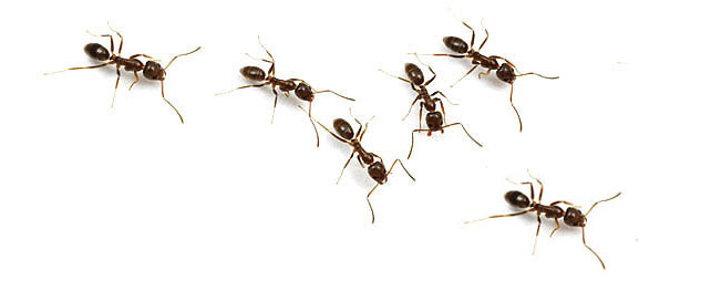 photo of ants
