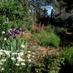 Red poker plant, purple irises, white daisys