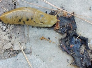 Banana slug eating coyote scat